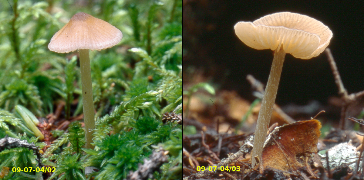 Picture of Entoloma_cetratum09-07-04]02&03